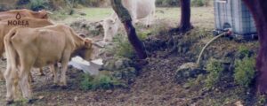 nutrición animal para ganado