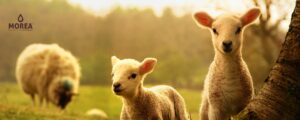 principales grupos de nutrientes para animales