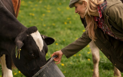 Pienso para vacas vs. pastoreo natural: Comparamos la alimentación de tus vacas