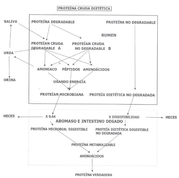 Generación y ruta metabólica de la proteína microbiana