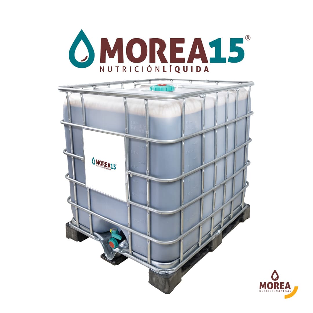 Morea 15