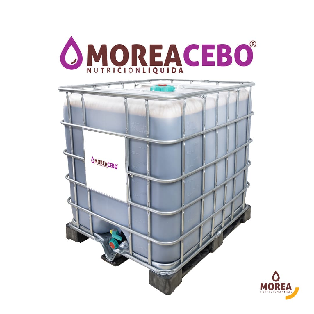 Morea cebo