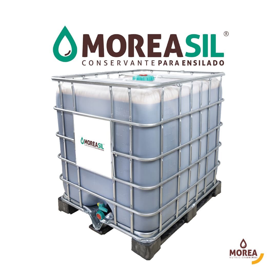 Morea sil