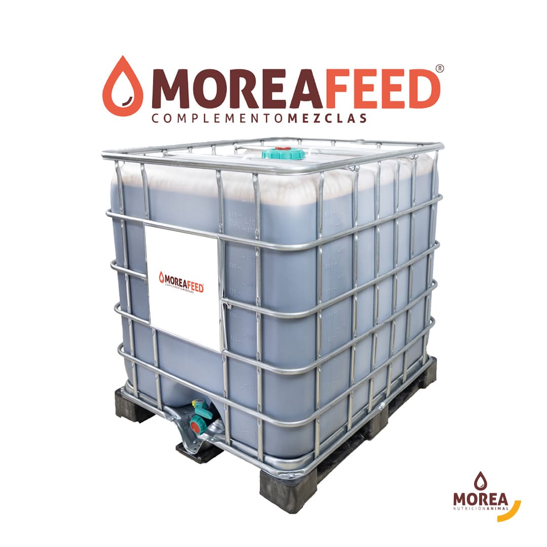 Morea Feed