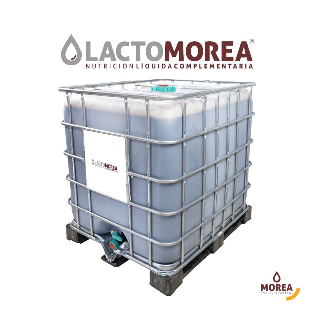lactomorea