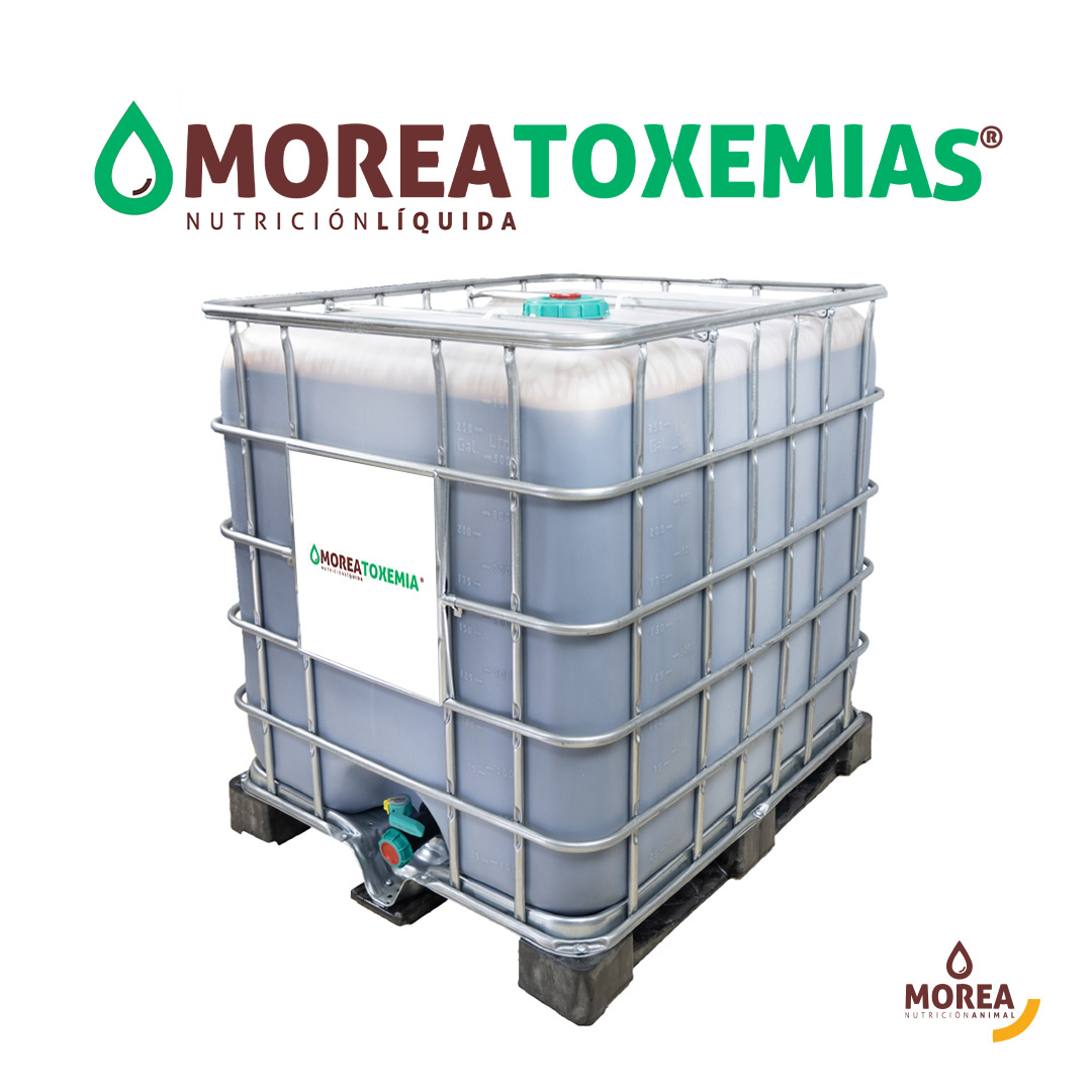 Morea toxemias