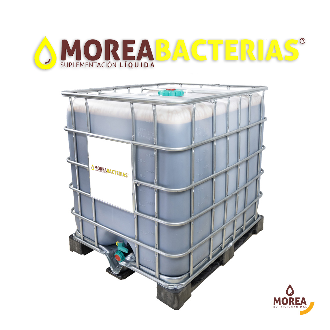 MoreaBacterias